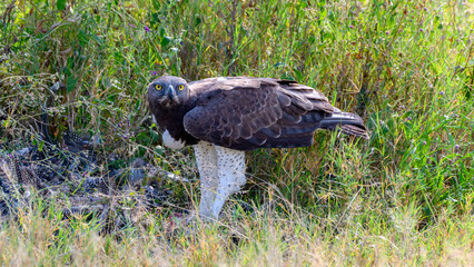 martial eagle in the grass