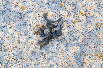 seaweed on the beach