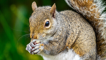 squirrel eating nut