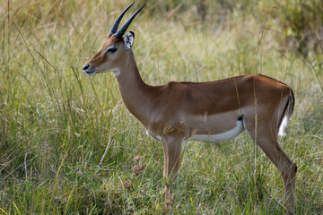 impala in the savannah
