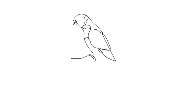 Animated self drawing of Parrot video design illustration. Poultry and bird animal themes in simple continuous line design concept. Poultry refer to domesticated birds raised for their meat, eggs.
