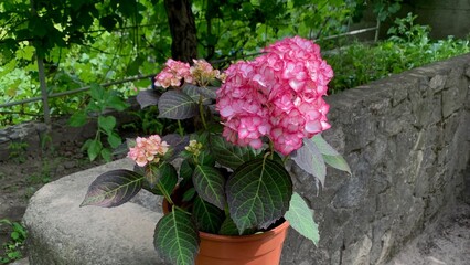 Potted pink hydrangea flower plant placed on stone wall in outdoor garden setting