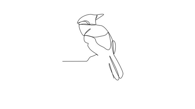 Animated self drawing of Blue Jay video design illustration. Poultry and bird animal themes in simple continuous line design concept. Poultry refer to domesticated birds raised for their meat, eggs.