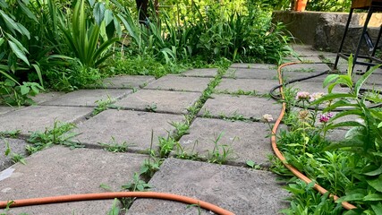Garden hose on concrete path with overgrown plants and flowers in outdoor garden setting