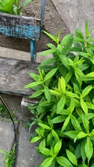 Garden plants and flowers growing between stone pavement with hose in backyard