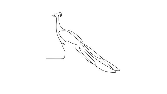 Animated self drawing of Peacock video design illustration. Poultry and bird animal themes in simple continuous line design concept. Poultry refer to domesticated birds raised for their meat, eggs.