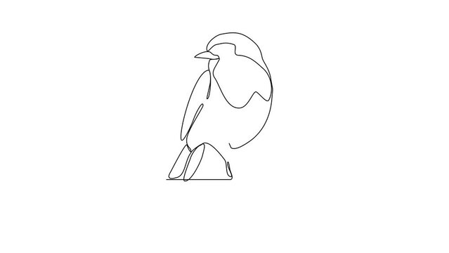 Animated self drawing of Robin video design illustration. Poultry and bird animal themes in simple continuous line design concept. Poultry refer to domesticated birds raised for their meat, eggs.