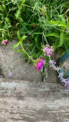Wild blossom bloom flowers white pink garden decorative farm park wooden bench cozy sitting place bed grass green
