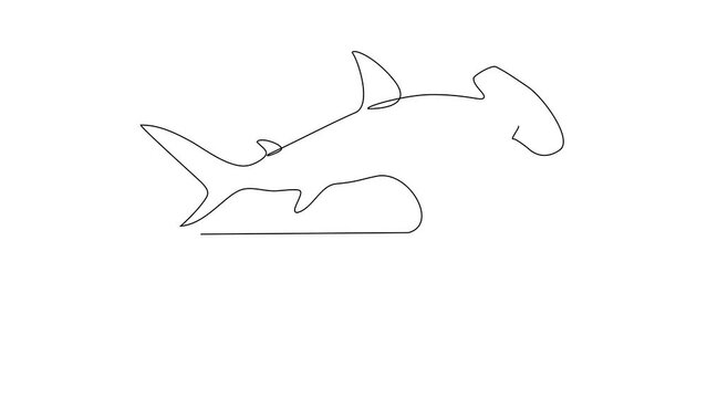 Animated self drawing of hammer head video design illustration. Fish animal themes in simple continuous line design video concept. Fish are aquatic vertebrates live in water and breathe through gills.