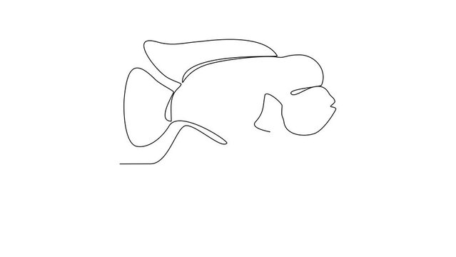 Animated self drawing of Lohan video design illustration. Fish animal themes in simple continuous line design video concept. Fish are aquatic vertebrates live in water and breathe through gills.