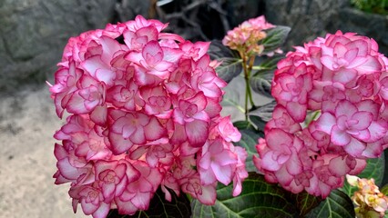 Pink Hydrangea Blossoms in Pot on Concrete Outdoor Background