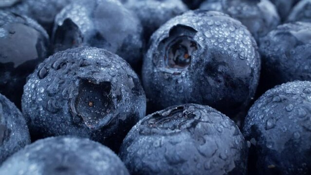 Ripe blue berries with moisture. Camera slowly moves across surface of fruit, highlighting texture and color of berries. Healthy food concept. Dolly out with laowa macro lens. Organic food. Close-up