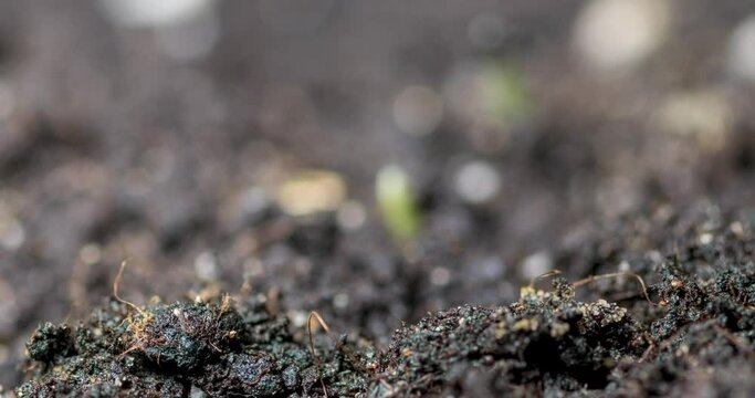 Fresh grass growing macro time-lapse. Closeup of germination and growth of tiny grass cereal crop. Wheat, oats or barley culture. Healthy vegan food concept. Motorised panoramic movement.