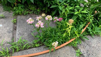 Green foliage plants growing on pavement with scattered flowers and garden hose