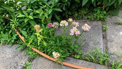Green foliage plants growing on pavement with scattered flowers and garden hose