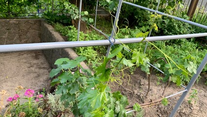  Green grapevine with young leaves growing on metal support in garden setting