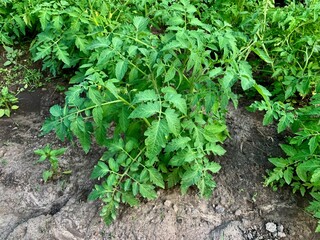 Tomato plant with green leaves and small unripe tomatoes growing in a garden bed