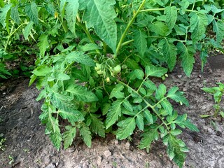 Tomato plant with green leaves and small unripe tomatoes growing in a garden bed
