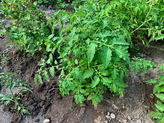Tomato plant with green leaves and small unripe tomatoes growing in a garden bed