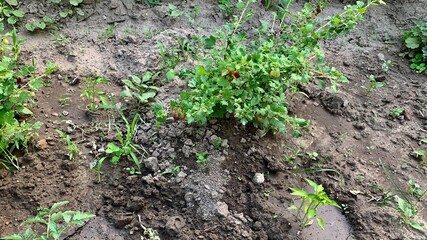 Gooseberry bush with ripe fruit growing in garden soil