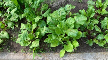 Fresh green chard beetroot plants growing garden vegetable organic farming agriculture eco farm produce food