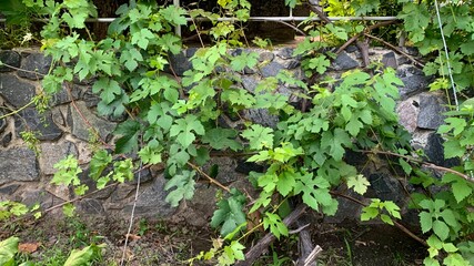Grape vines growing stone wall garden outdoor plant green agriculture vineyard farm eco organic