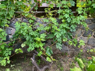 Grape vines growing stone wall garden outdoor plant green agriculture vineyard farm eco organic