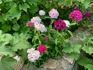 Colorful garden flowers blooming green leaves outdoor yard decoration seed white red pink purple