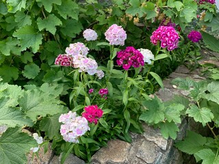 Colorful garden flowers blooming green leaves outdoor yard decoration seed white red pink purple