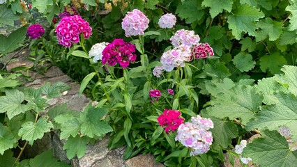 Colorful garden flowers blooming green leaves outdoor yard decoration seed white red pink purple