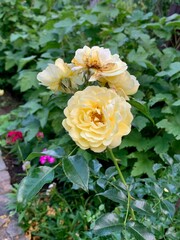 Rose flower pink yellow white blooming bush garden branch home planting park