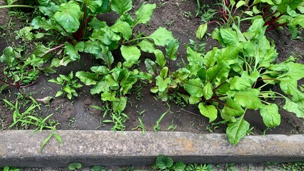 Fresh green chard beetroot plants growing garden vegetable organic farming agriculture eco farm produce food