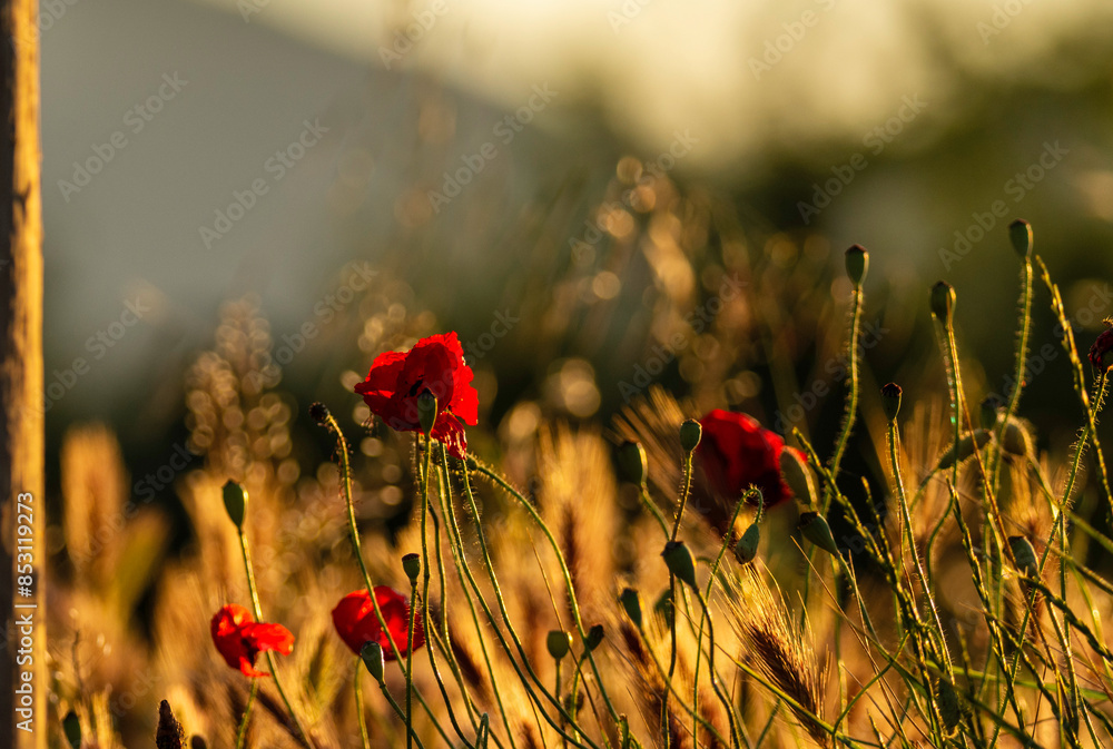 Wall mural poppy field in the morning