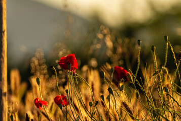 poppy field in the morning