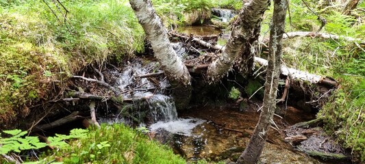 Small clean water stream in dense forest with small waterfall