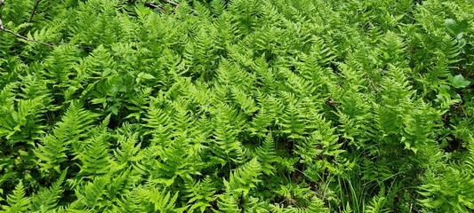 Dense green patch of ferns in the wild