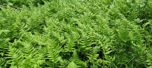 Dense green patch of ferns in the wild