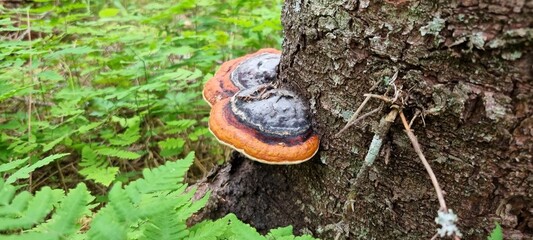 black and violet fungus on pine tree in summer