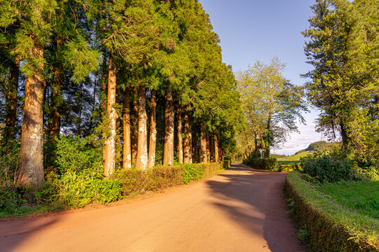 Road surrounded by trees in the late afternoon in the 7 Fontes forest park. S&atilde;o Jorge Island-Azores-Portugal