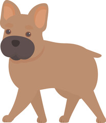 Happy french bulldog walking with its short legs