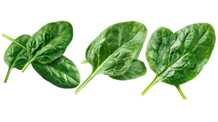 Close-up of three fresh, vibrant spinach leaves isolated on a white background, Cut-out