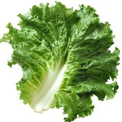 A single, fresh green lettuce leaf isolated on a white background, Cut-out