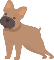 Cute french bulldog puppy is standing and looking curious