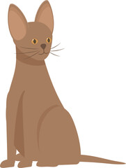 Brown cat sitting posing for portrait on white background