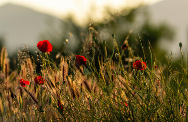 poppy flowers in the field