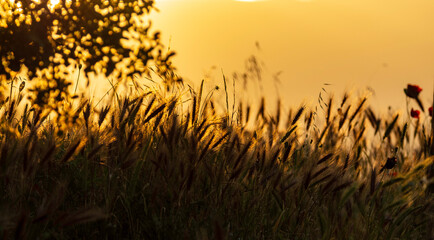grass in the sunset