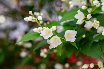 Close-up shot of bowl-shaped white flowers with prominent yellow stamens of the Sweet mock orange or English dogwood Philadelphus coronarius 