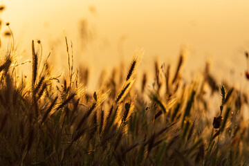 Fototapeta premium wheat field in sunset