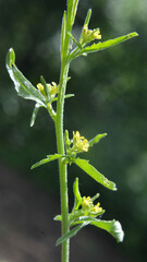 Sisymbrium officinale grows in nature