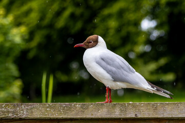 Black-headed gull (Larus ridibundus) in full view on a wooden wharf, bird close up in Scotland